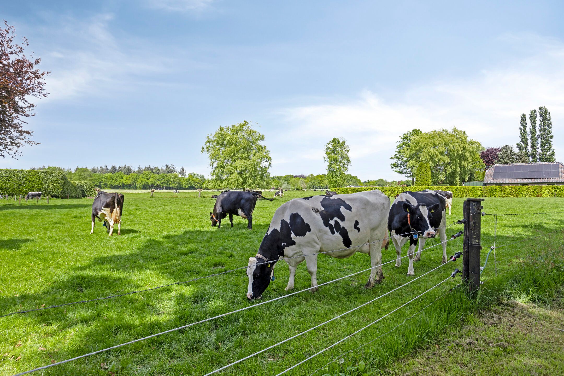 Sfeerbeeld Zuppeldse Savanne