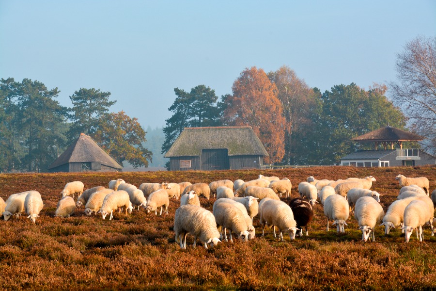 Schaapskudde op de heide